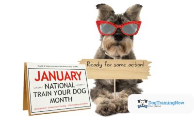Choosing the Right Training Program for Your Dog’s Personality