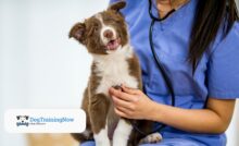 Preparing Your Dog for the First Vet Visit