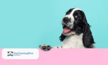 Building Safety Skills for Confident and Happy Dogs