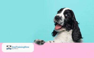 Building Safety Skills for Confident and Happy Dogs