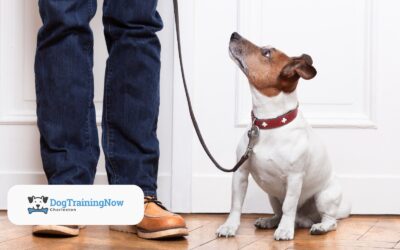 How to Transition Dog Training Skills to Real-World Situations