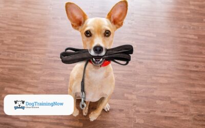The Importance of Off-Leash Obedience Training