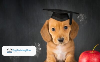 How Puppy Preschool Sets the Foundation for a Well-Behaved Dog