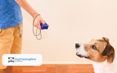 The Role of Positive Reinforcement in Effective Dog Training