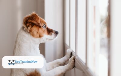 Tips to Cure Your Dog’s Loneliness When You’re Not Around