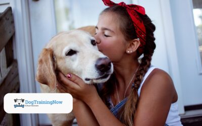 Choosing the Right Training Program for Your Dog