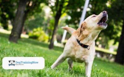 How to Curb Jumping, Barking, and Other Greeting Habits