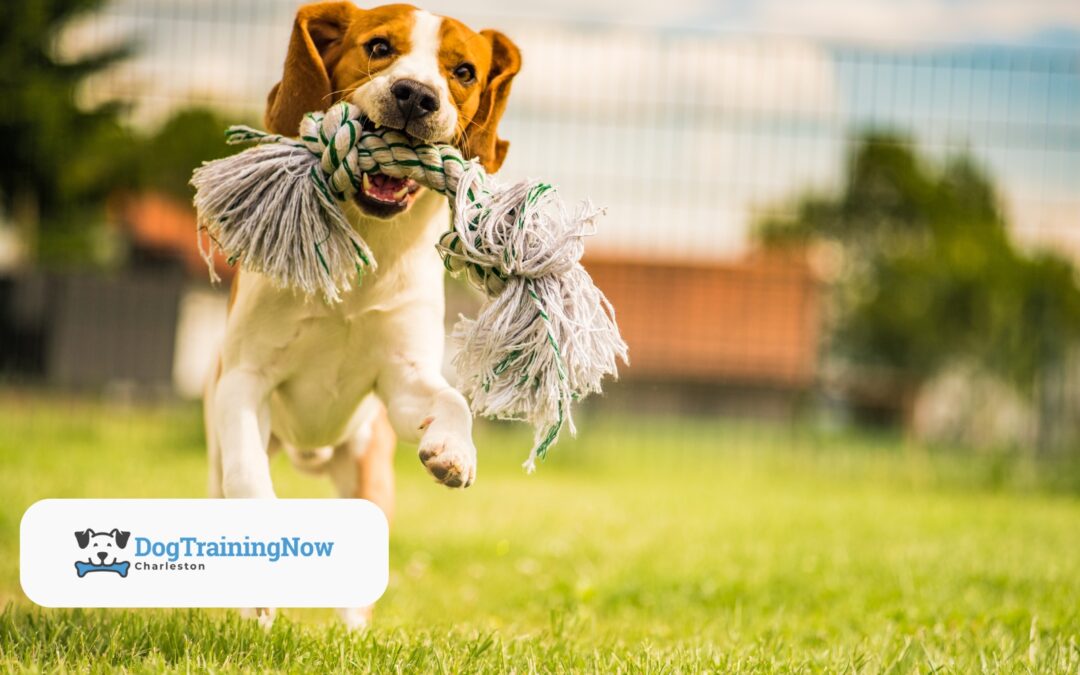 Understanding and Managing Obsessive Behaviors in Dogs