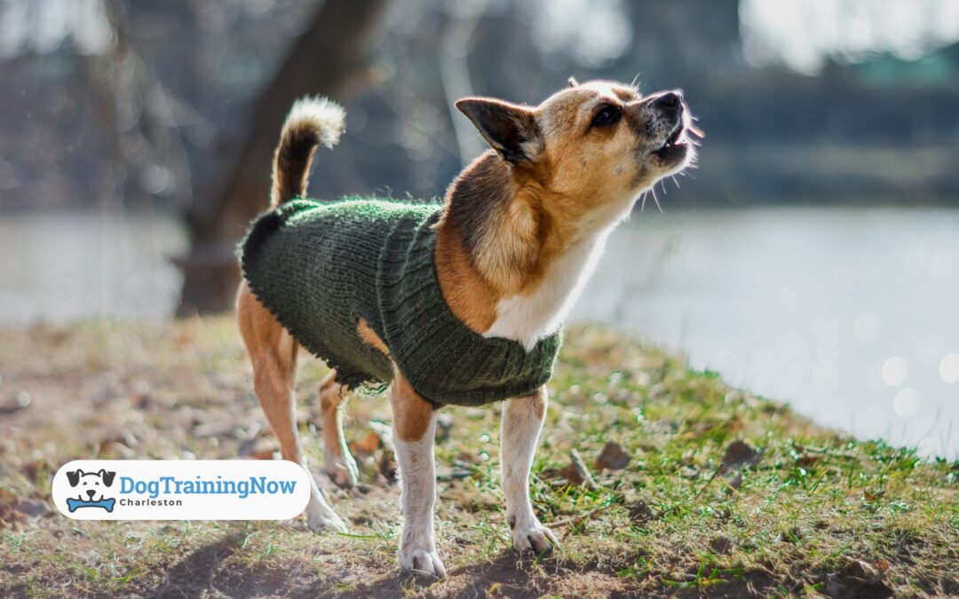 How to Curb Jumping, Barking, and Other Greeting Habits