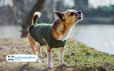 How to Curb Jumping, Barking, and Other Greeting Habits