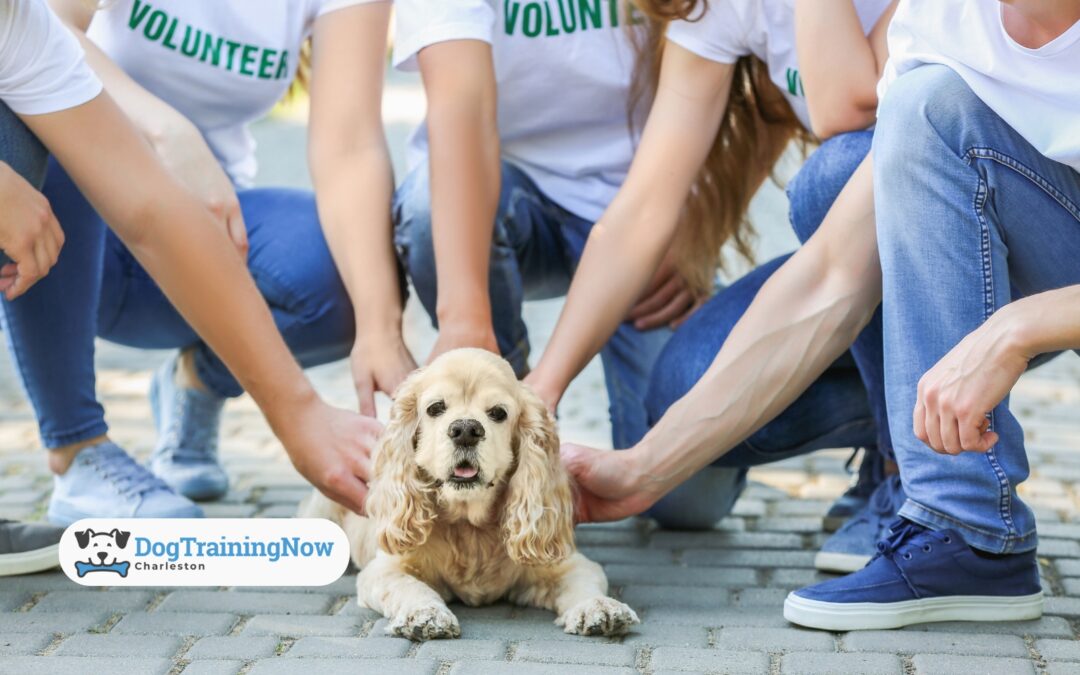 What Every Dog Owner Should Know About Socialization Windows