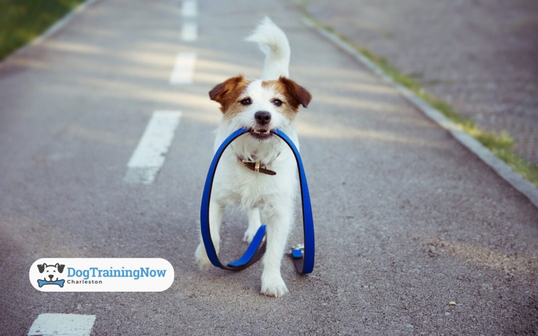 Off-Leash Confidence: Training Tips for Safe Outdoor Adventures