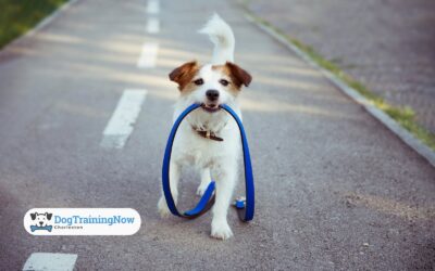 Off-Leash Confidence: Training Tips for Safe Outdoor Adventures