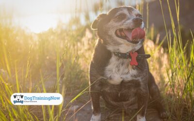 Senior Dog Training: Gentle Methods for Aging Canines