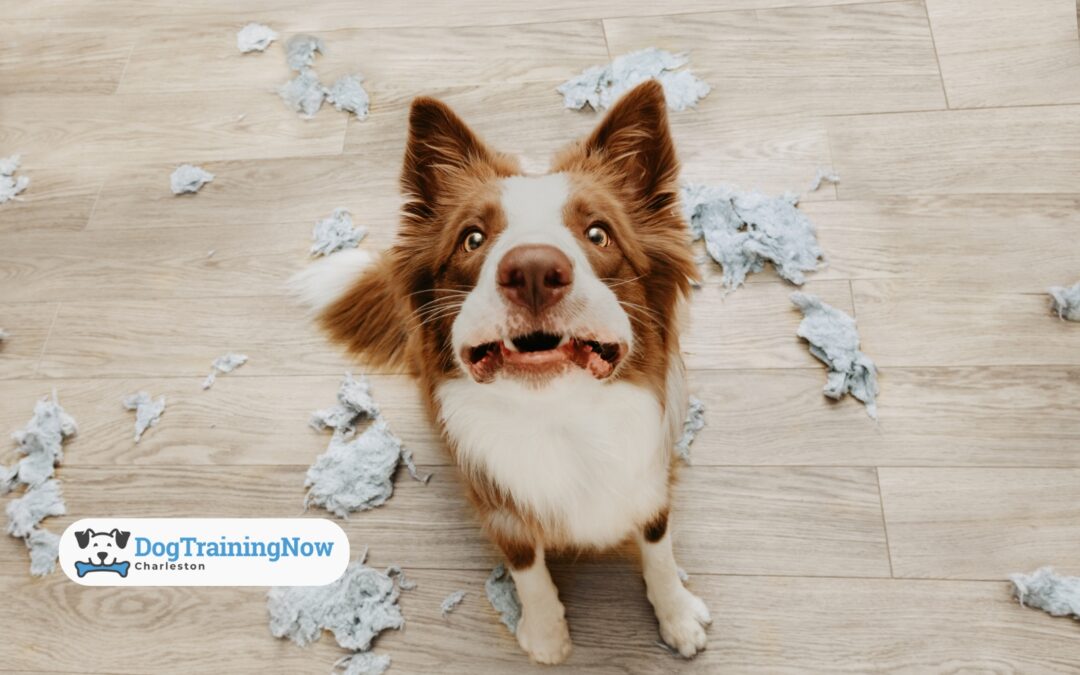 Solving Separation Anxiety: Strategies to Calm Your Dog at Home