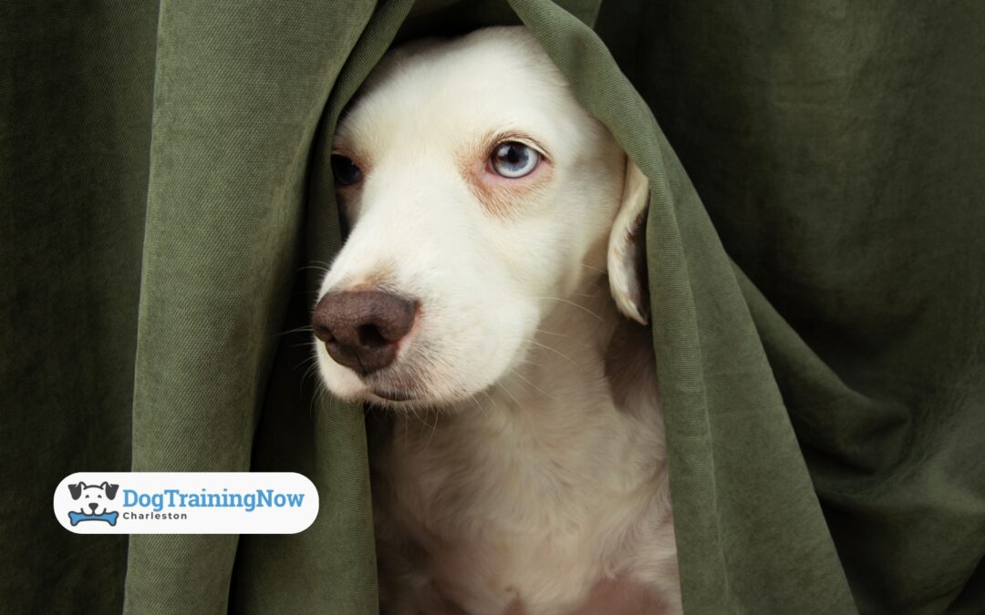 Tips and Tricks to Keep Your Dog Calm in Storms, Fireworks, & More