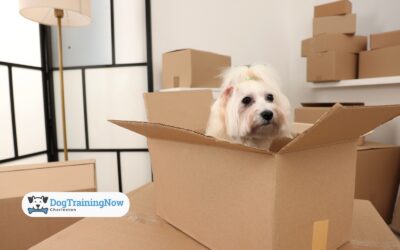 Moving? 6 Tips to Help Your Dog Transition to a New Home