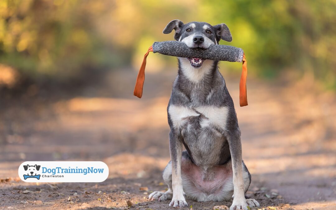 Why “Easy to Train” Dog Breeds Are Just a Myth