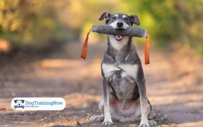 Why “Easy to Train” Dog Breeds Are Just a Myth