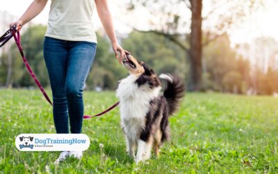 What Owners Should Know About Reactive Walkers