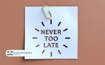 When Is It Too Late to Potty Train a Dog?