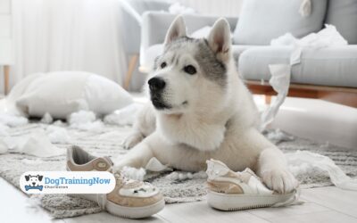 How to Stop Destructive Chewing