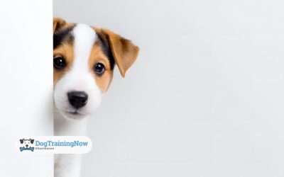 What to Know Before Boarding Your Dog for Training