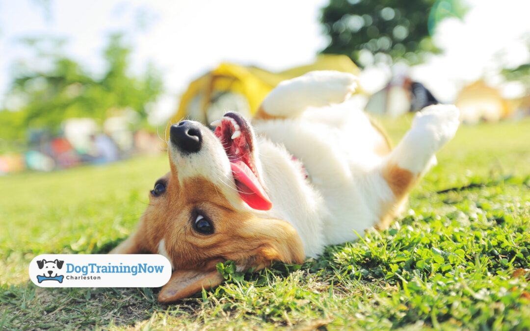 How Body Language Overrides Your Voice in Dog Training