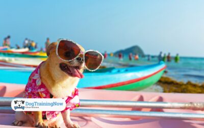 The Dog Etiquette Guide: Patio, Beach, and Boat Safety