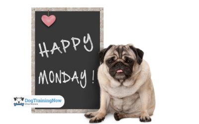 Why Your Dog’s Behavior Regresses on Mondays