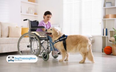 Beyond Sit and Stay: Essential Skills for a Well-Mannered Therapy Dog or Service Animal