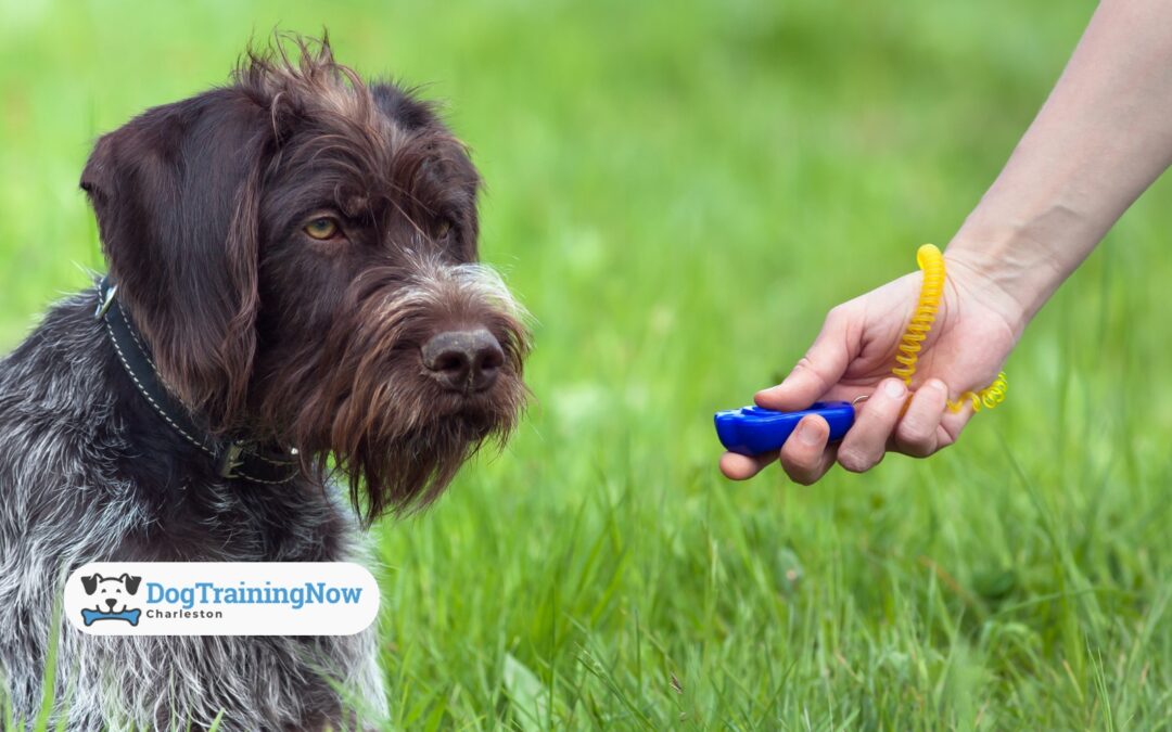 Clicker Training vs. Verbal Praise: Which Positive Reinforcement Method is Best for Your Dog?