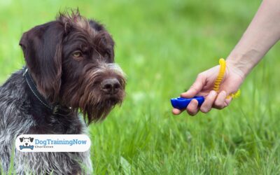 Clicker Training vs. Verbal Praise: Which Positive Reinforcement Method is Best for Your Dog?
