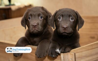 Crate Training 101: Making the Crate Your Dog’s Safe Haven (And How to Introduce It)