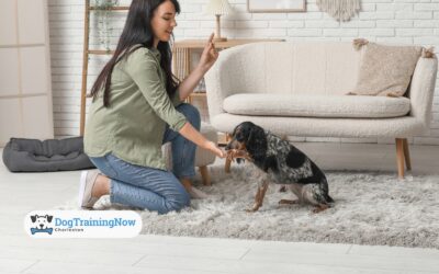 Impulse Control and Teaching Your Dog the ‘Leave It’ Command